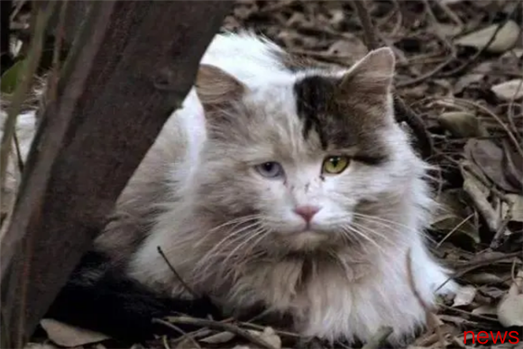 The 8 cats that are 