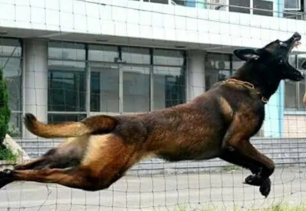 These 4 dogs are known as 