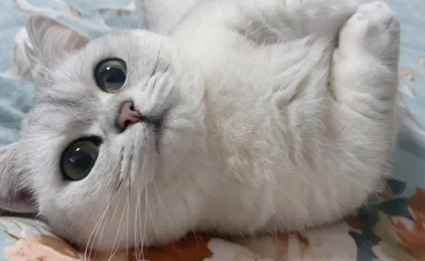Cat lovers also have these six taboos, and cat shovelers should not ignore them