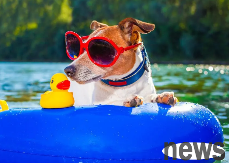 There are some specialties in raising dogs in summer. Have you stepped on these 5 minefields? The consequences are serious!