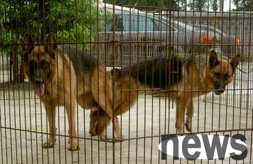 What should I do if my female dog is infertile? What is the reason for infertility of a female dog?