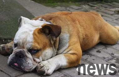 What are the causes of vitamin A deficiency in dogs? Why not find out
