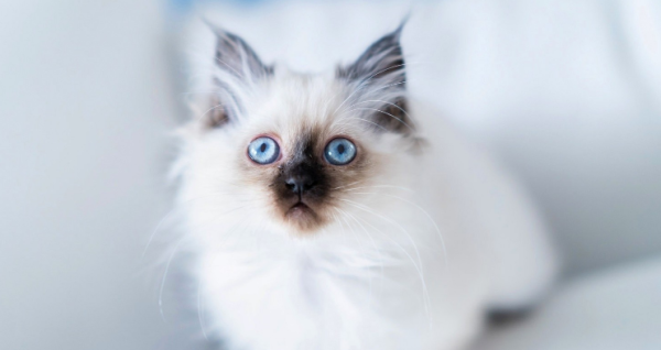 Do cats need to get an injection if they haven’t received an injection at one year old? Is it necessary to get a vaccine?