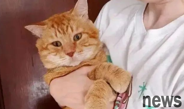 The orange cat shouted outside the window, scaring the girl so much that she quickly looked for food: No, I didn t have a cat