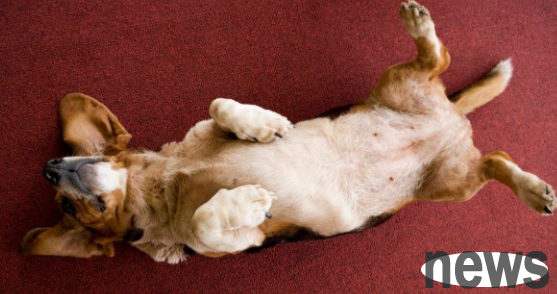 What does it mean when a dog turns its belly? You ll know after reading it