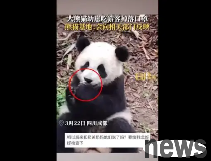 Giant panda cub eats mask dropped by tourist, base: will report to relevant departments