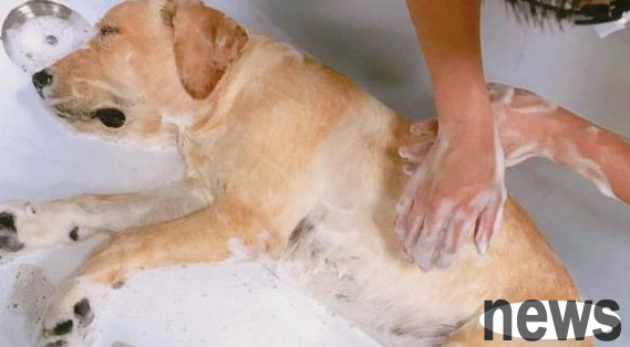 An article tells you the reasons why dogs stink!