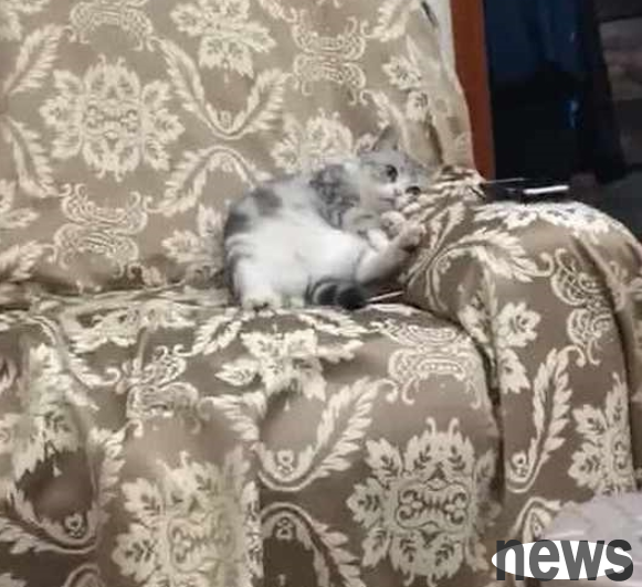 The owner is too busy to spend time with the cat. The cat is lying on the sofa with an expression that makes netizens laugh. Meow: I have fallen out of favor.